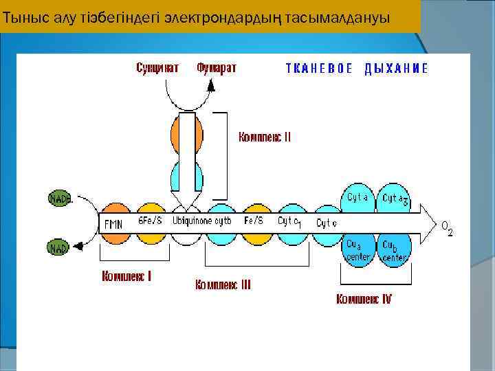 Белоктардың алмасуы презентация