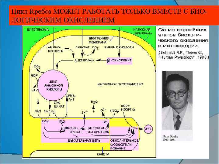 Цикл Кребса МОЖЕТ РАБОТАТЬ ТОЛЬКО ВМЕСТЕ С БИО- ЛОГИЧЕСКИМ ОКИСЛЕНИЕМ Схема важнейших этапов биоокисления