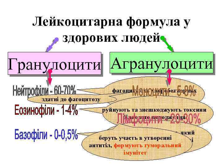 Лейкоцитарна формула у здорових людей Гранулоцити Агранулоцити здатні до фагоцитозу фагоцитують хвороботворних бактерій руйнують