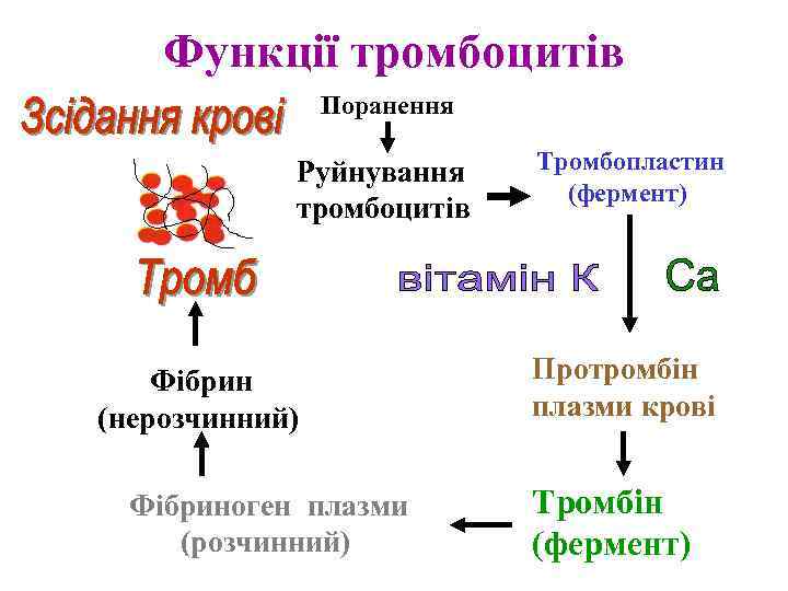 Функції тромбоцитів Поранення Руйнування тромбоцитів Фібрин (нерозчинний) Фібриноген плазми (розчинний) Тромбопластин (фермент) Протромбін плазми