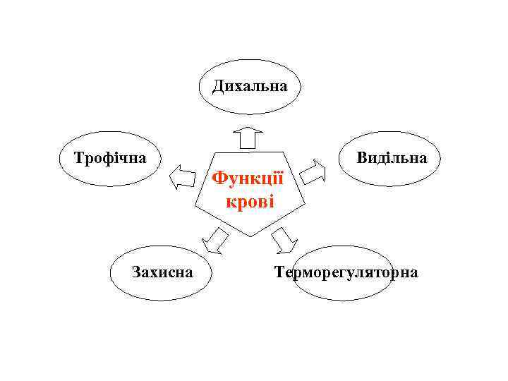 Дихальна Трофічна Захисна Функції крові Видільна Терморегуляторна 