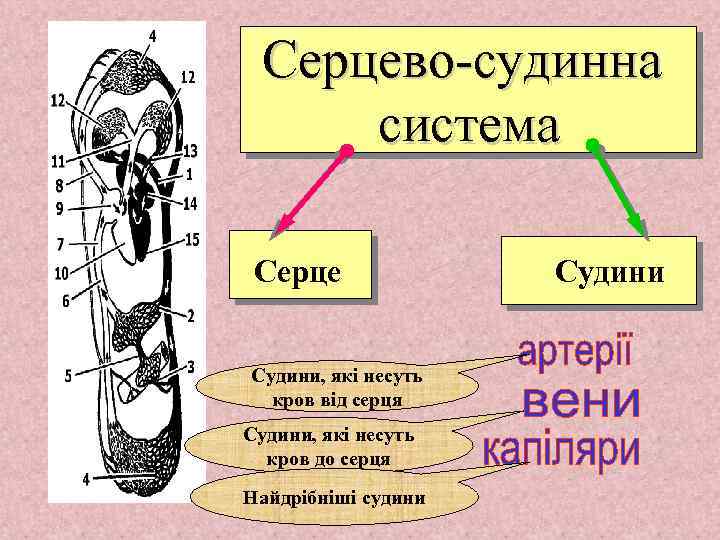 Серцево-судинна система Серце Судини, які несуть кров від серця Судини, які несуть кров до