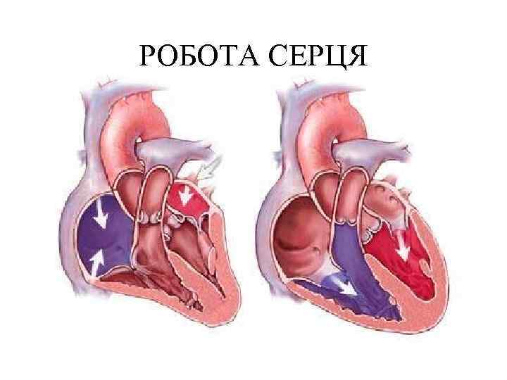 РОБОТА СЕРЦЯ 