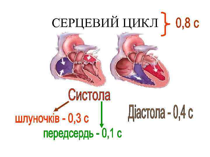 СЕРЦЕВИЙ ЦИКЛ 