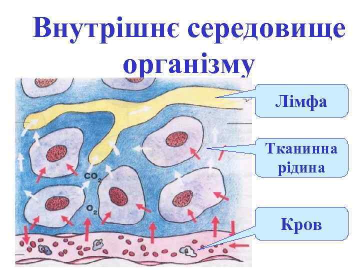 Внутрішнє середовище організму Лімфа Тканинна рідина Кров 