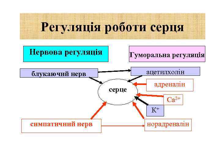 Регуляція роботи серця Нервова регуляція Гуморальна регуляція ацетилхолін блукаючий нерв адреналін серце Са 2+