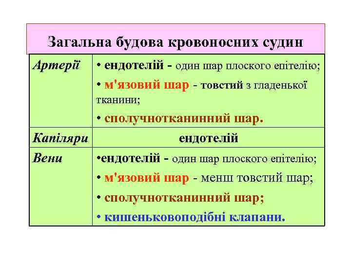 Загальна будова кровоносних судин Артерії • ендотелій - один шар плоского епітелію; • м'язовий