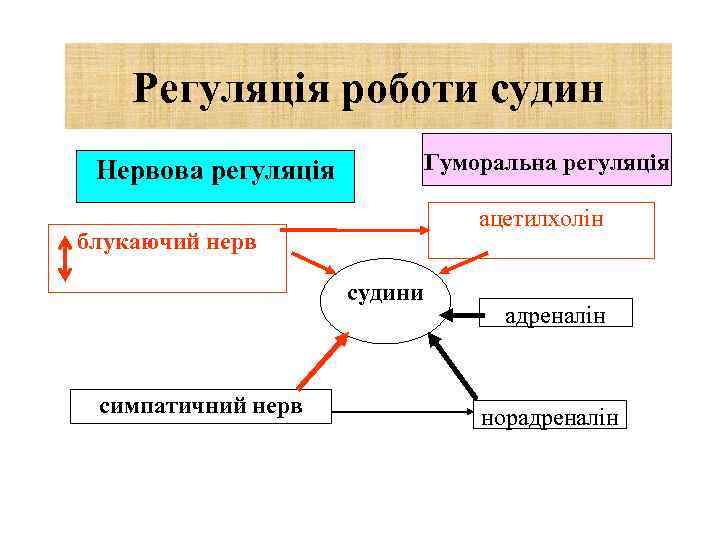 Регуляція роботи судин Гуморальна регуляція Нервова регуляція ацетилхолін блукаючий нерв судини симпатичний нерв адреналін