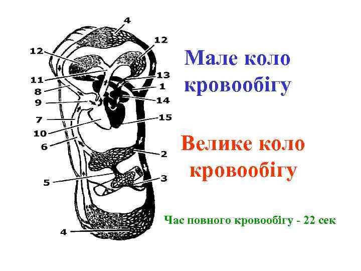 Мале коло кровообігу Велике коло кровообігу Час повного кровообігу - 22 сек 