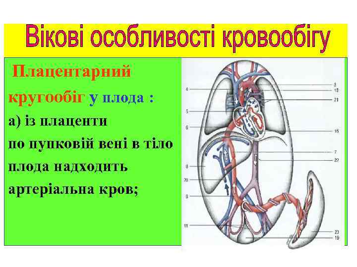 Плацентарний кругообіг у плода : а) із плаценти по пупковій вені в тіло плода