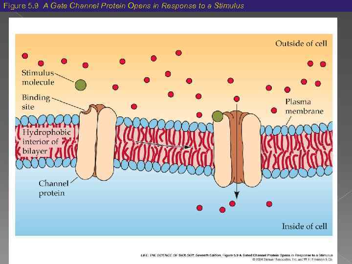 Figure 5. 9 A Gate Channel Protein Opens in Response to a Stimulus 