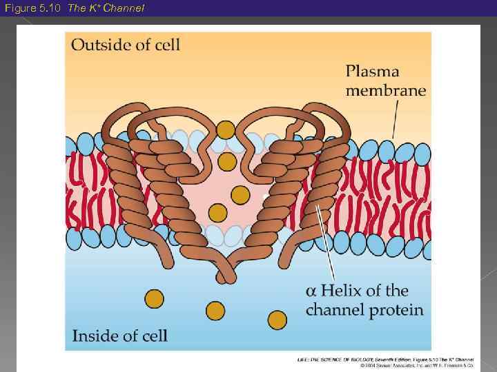 Figure 5. 10 The K+ Channel 