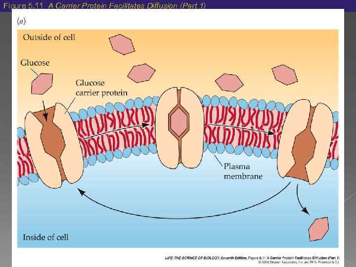 Figure 5. 11 A Carrier Protein Facilitates Diffusion (Part 1) 