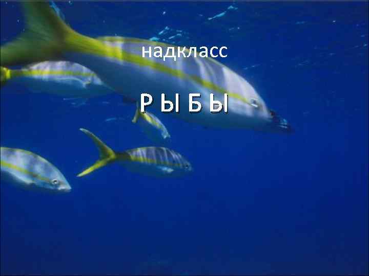 надкласс РЫБЫ 