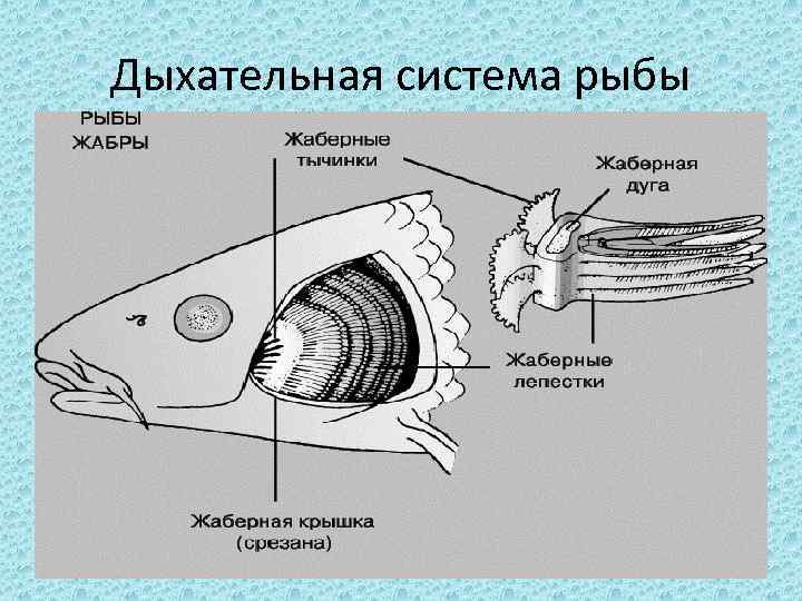 Дыхательная система рыбы 