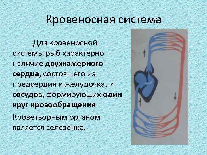 Кровеносная система Для кровеносной системы рыб характерно наличие двухкамерного сердца, состоящего из предсердия и