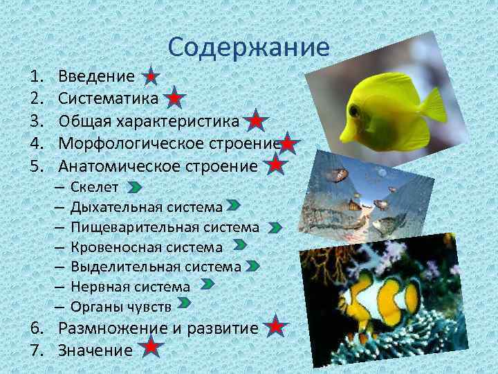 1. 2. 3. 4. 5. Содержание Введение Систематика Общая характеристика Морфологическое строение Анатомическое строение