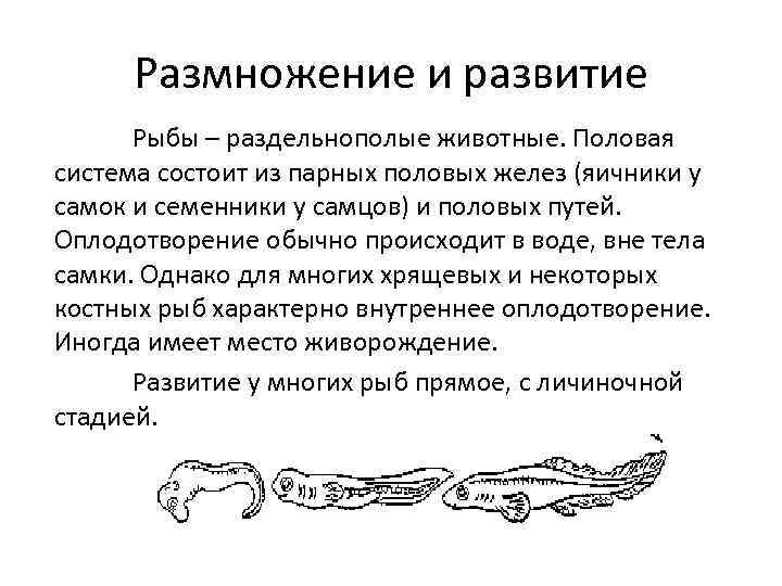 Размножение и развитие Рыбы – раздельнополые животные. Половая система состоит из парных половых желез