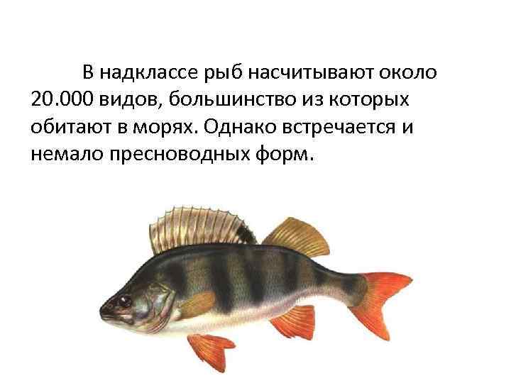 В надклассе рыб насчитывают около 20. 000 видов, большинство из которых обитают в морях.
