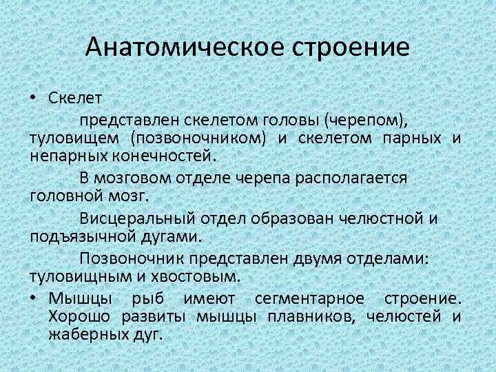 Анатомическое строение • Скелет представлен скелетом головы (черепом), туловищем (позвоночником) и скелетом парных и