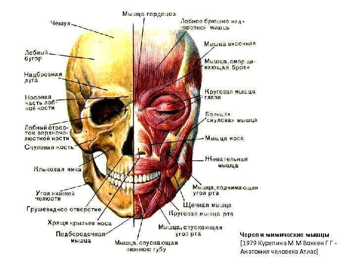 Череп и мимические мышцы [1979 Курепина М М Воккен Г Г Анатомия человека Атлас]