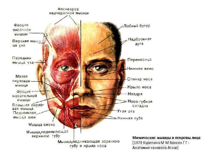 Мимические мышцы и покровы лица [1979 Курепина М М Воккен Г Г Анатомия человека