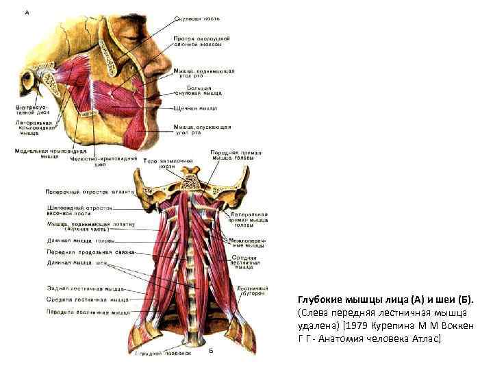 Глубокие мышцы лица (А) и шеи (Б). (Слева передняя лестничная мышца удалена) [1979 Курепина