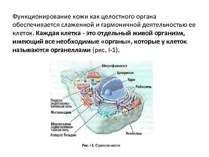 Функционирование кожи как целостного органа обеспечивается слаженной и гармоничной деятельностью ее клеток. Каждая клетка