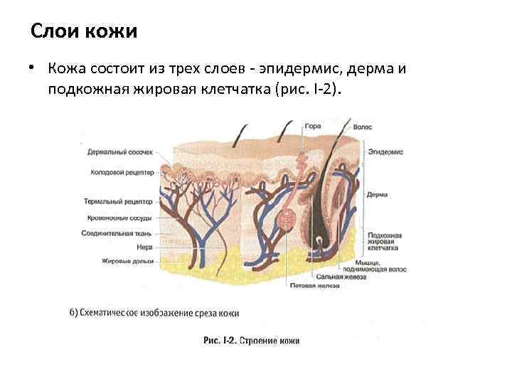 Слои кожи • Кожа состоит из трех слоев - эпидермис, дерма и подкожная жировая