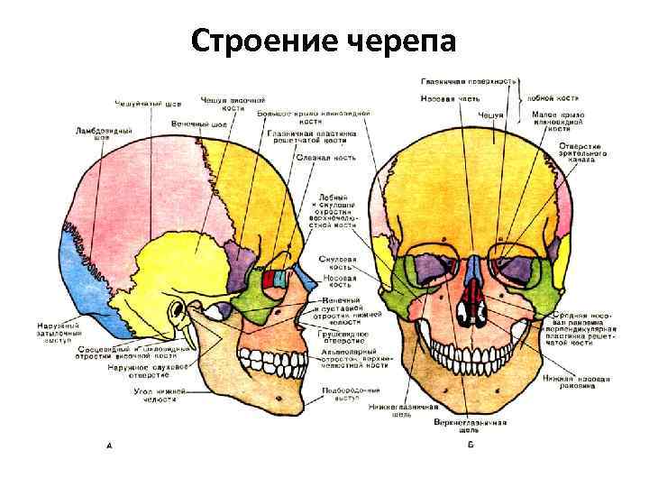 Анатомические картинки человека