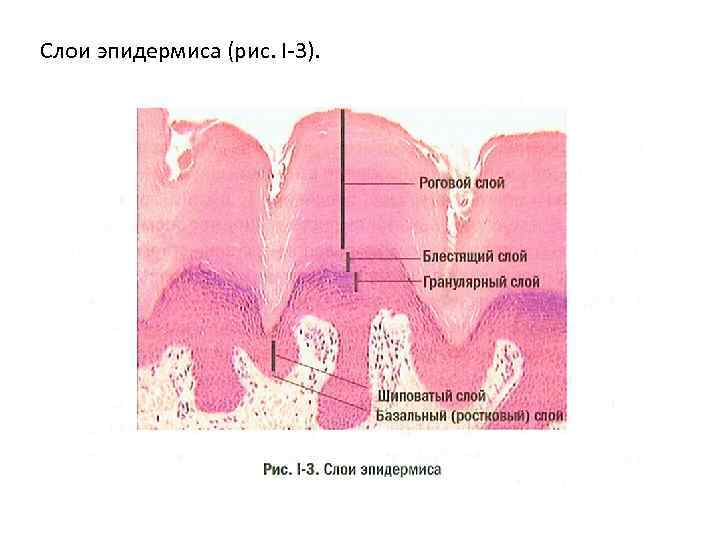 Слои эпидермиса (рис. І-3). 