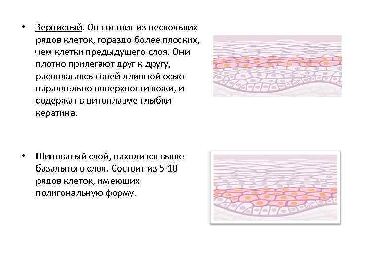  • Зернистый. Он состоит из нескольких рядов клеток, гораздо более плоских, чем клетки