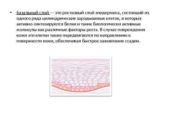  • Базальный слой — это ростковый слой эпидермиса, состоящий из одного ряда цилиндрических