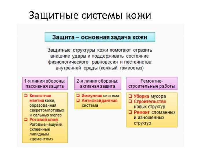 Защитные системы кожи 