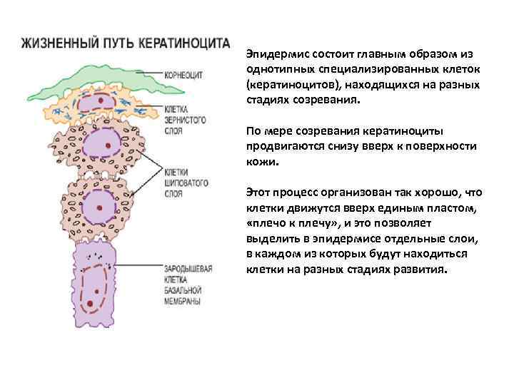 Эпидермис состоит главным образом из однотипных специализированных клеток (кератиноцитов), находящихся на разных стадиях созревания.