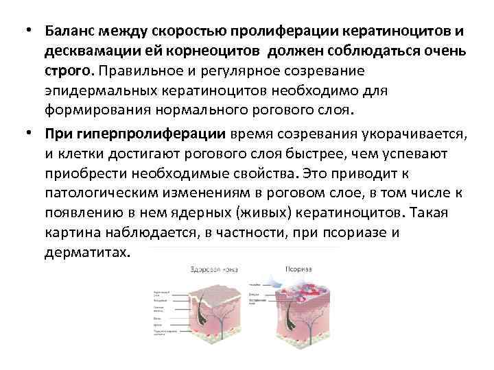  • Баланс между скоростью пролиферации кератиноцитов и десквамации ей корнеоцитов должен соблюдаться очень