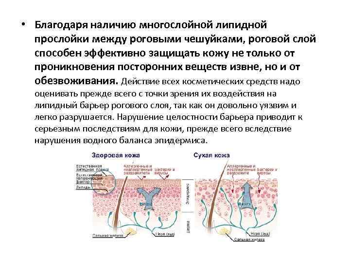  • Благодаря наличию многослойной липидной прослойки между роговыми чешуйками, роговой слой способен эффективно