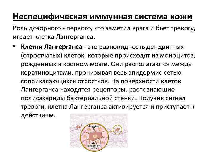 Неспецифическая иммунная система кожи Роль дозорного - первого, кто заметил врага и бьет тревогу,