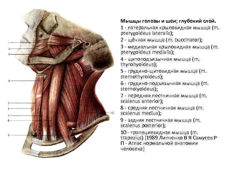 Грудино подъязычная мышца шеи