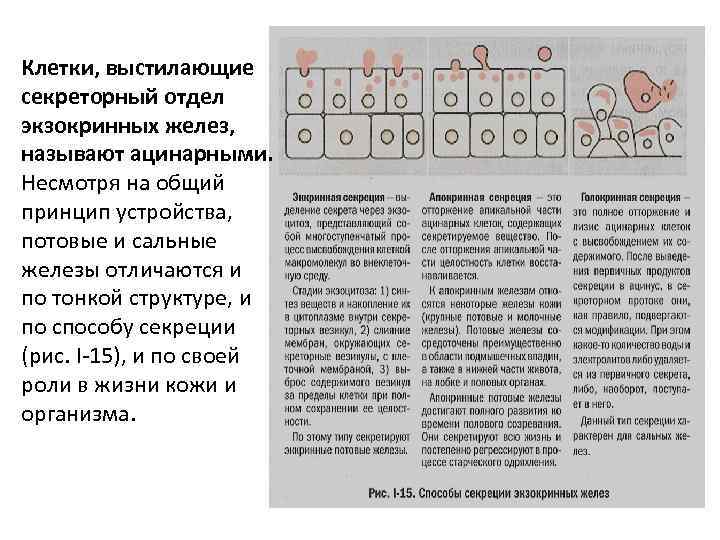 Клетки, выстилающие секреторный отдел экзокринных желез, называют ацинарными. Несмотря на общий принцип устройства, потовые