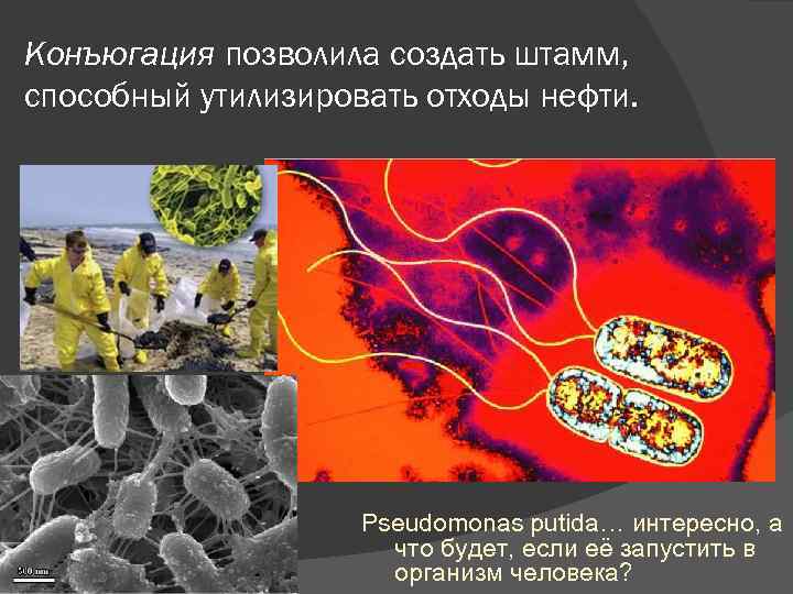 Конъюгация позволила создать штамм, способный утилизировать отходы нефти. Pseudomonas putida… интересно, а что будет,