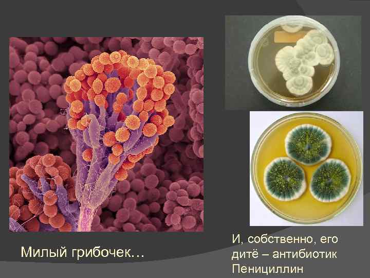 Милый грибочек… И, собственно, его дитё – антибиотик Пенициллин 