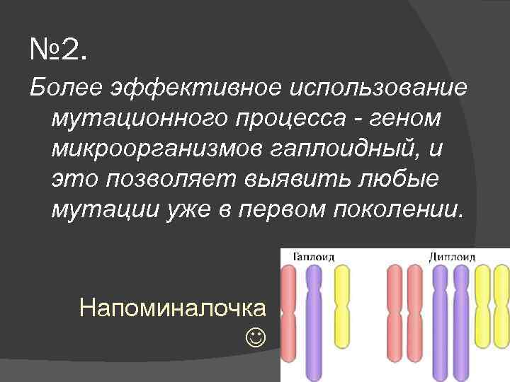 № 2. Более эффективное использование мутационного процесса - геном микроорганизмов гаплоидный, и это позволяет