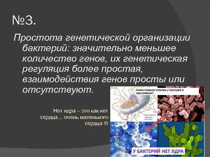 № 3. Простота генетической организации бактерий: значительно меньшее количество генов, их генетическая регуляция более