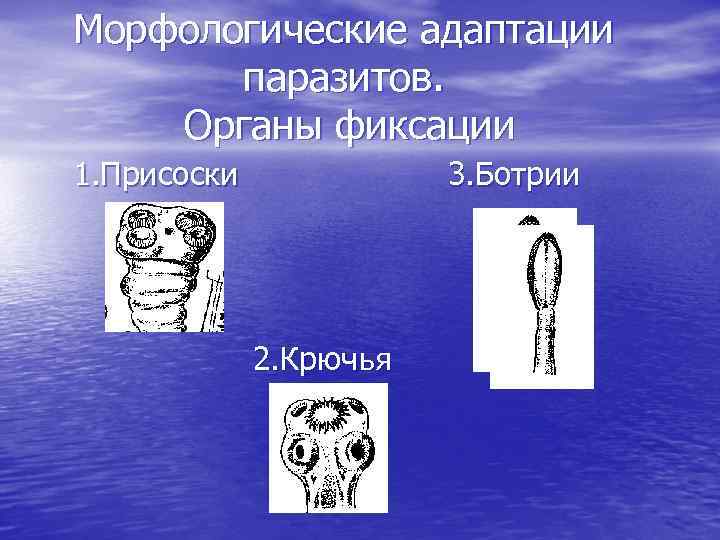 Морфологические адаптации паразитов. Органы фиксации 1. Присоски 3. Ботрии 2. Крючья 