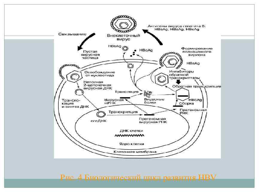 Рис. 4 Биологический цикл развития HBV 