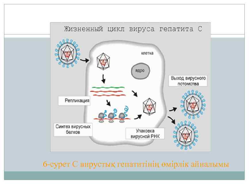 6 -сурет С вирустық гепатитінің өмірлік айналымы 