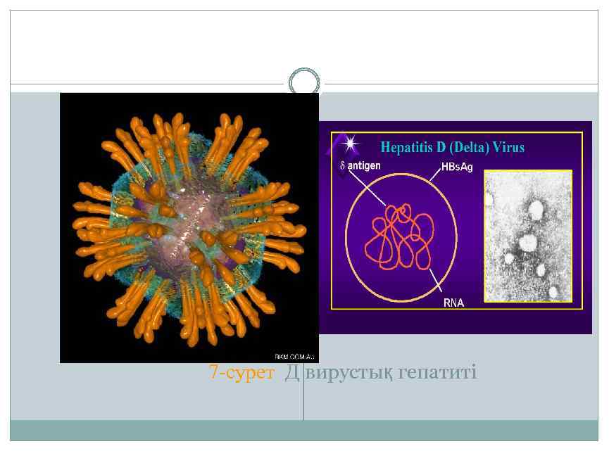 7 -сурет Д вирустық гепатиті 