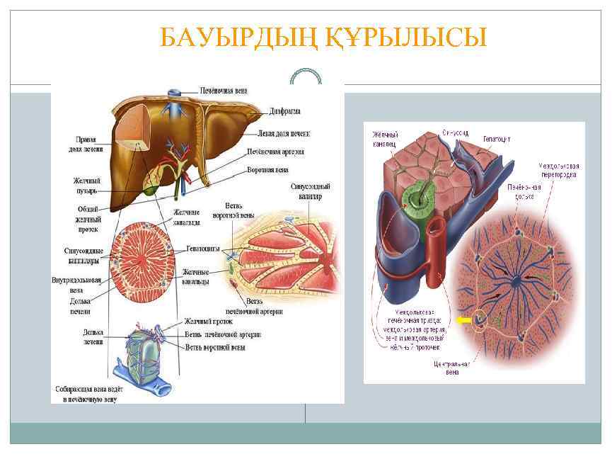 БАУЫРДЫҢ ҚҰРЫЛЫСЫ 