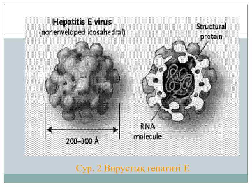 Сур. 2 Вирустық гепатиті E 